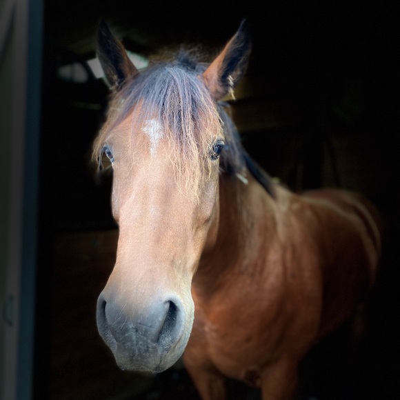 Meet your Posher, Sierra - Picture 1 of 1